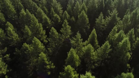 Drone-view-of-forest-in-springtime