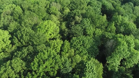 Aerial-view-of-forest-in-springtime