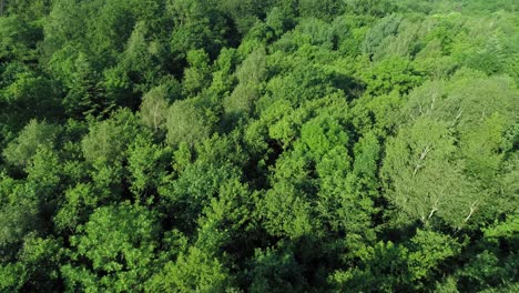 Drone-view-of-forest-in-spring-scenery