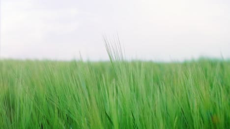Close-up-of-green-barley-on-the-field