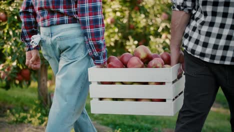 Rückansicht-Von-Zwei-Bauern,-Die-Eine-Kiste-Mit-Äpfeln-Tragen