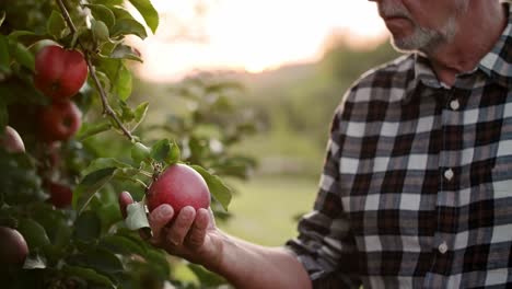 Handheld-Video-Zeigt-Einen-Bauern,-Der-Seine-Apfelplantage-Kontrolliert