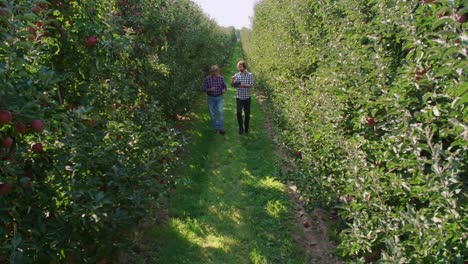 Slow-motion-of-farmers-analyzing-data-from-the-tablet-in-the-apple-orchard