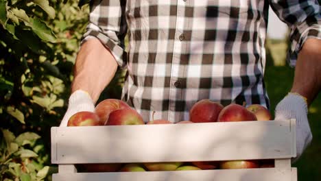 Vorderansicht-Eines-Mannes,-Der-Eine-Volle-Kiste-Mit-Öko-Äpfeln-Trägt