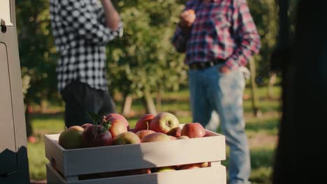 Handheld-view-of-a-full-crate-of-apples-and-two-farmers-in-the-background