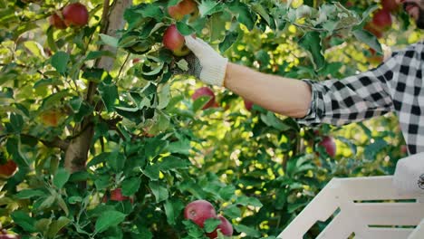 Man-picking-apples-in-his-orchard
