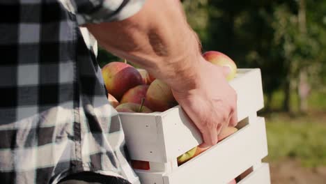 Mann-Trägt-Eine-Volle-Kiste-Äpfel