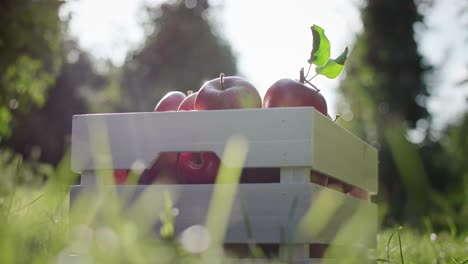 A-full-crate-of-apples-in-apple-orchard