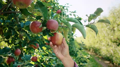 Manzanas-Directamente-De-La-Plantación