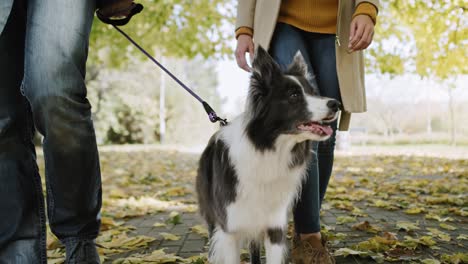Couple-and-dog-on-leash-in-autumnal-park
