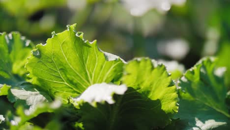Close-up-of-lettuce's-leaves