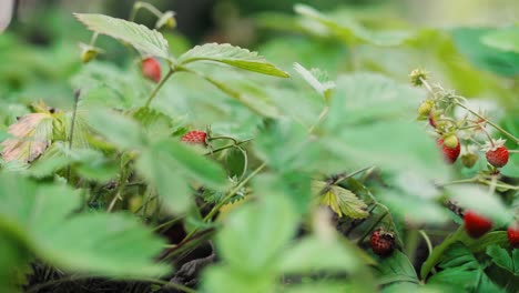 Wild-strawberries-in-the-garden