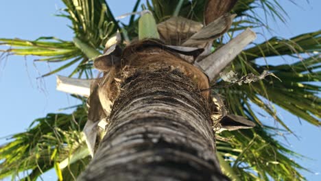 Handheld-video-shows-of-palm-tree