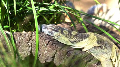 Lace-monitor,-tree-goanna,-varanus-varius-with-dull-bluish-black-appearance-spotted-in-the-wild,-basking-and-sleeping-on-the-rock-under-bright-sunlight-and-slowly-open-its-eyes,-close-up-shot