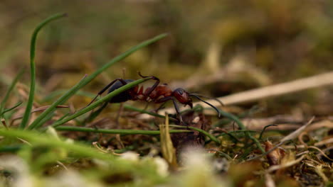 Close-up-macro-slow-motion-shot-of-one-big-red-ant-moving-across-the-grass