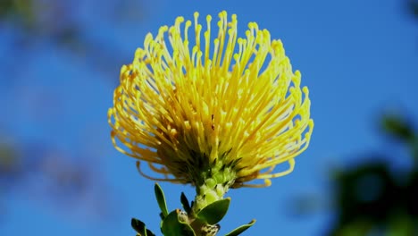 Gelbe,-Kuppelförmige,-Nickende-Nadelkissen-Protea-Blume,-Die-Sich-Im-Wind-Bewegt