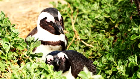 Sleepy-African-penguins-Spheniscus-demersus-nap-in-coastal-vegetation,-closeup