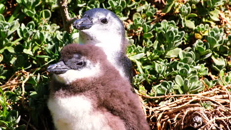 Juvenile-and-molting-African-penguin-chick-emerge-from-burrow-in-vegetation