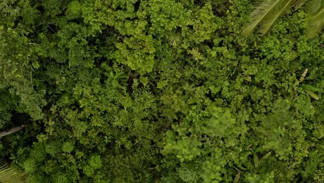 Aerial-overhead-view-of-treetops-in-the-dense-jungle-of-the-Philippines