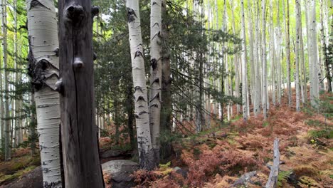 A-dolly-drone-shot-of-a-quiet-aspen-forest