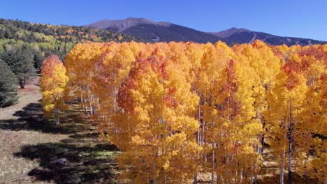 Orange-and-yellow-aspen-trees-in-the-fall