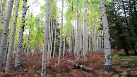 A-slow-dolly-push-in-on-aspen-trees