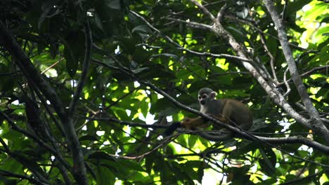 squirrel-monkey-scratching-it's-tail.-HD-video