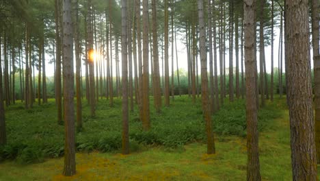 Aufstehen-Zwischen-Baumstämmen-Während-Des-Frühen-Sonnenaufgangs-Im-Norfolk-Park,-USA