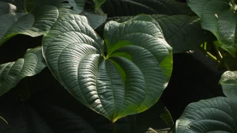 Beautiful-love-shape-leaf-