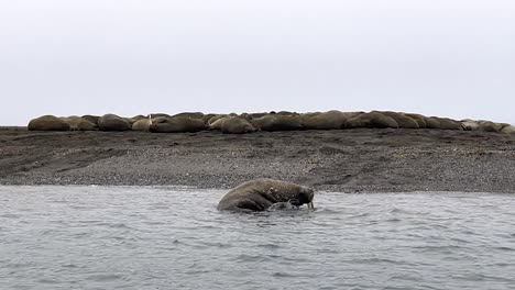 Giant-walrus-with-big-tusks-slowly-wobbling-to-the-beach-from-a-swim-in-the-Arctic-sea,-during-a-boat-expedition-in-the-Svalbard-Archipelago,-along-the-north-coast