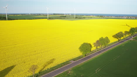 Erneuerbare-Energielandschaft-Mit-Windkraftanlagen-In-Wunderschönen-Rapsfeldern