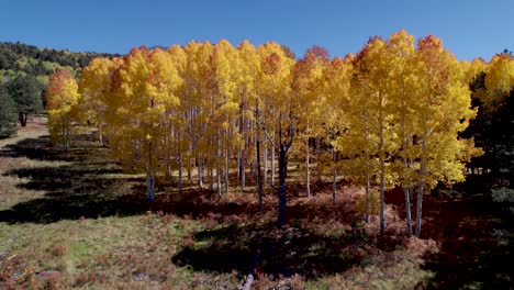 Beautiful-aspen-trees-in-full-fall-colors