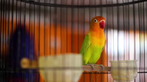 Nyasa-Lovebird-Oder-Lilians-Lovebird,-Agapornis-Lilianae,-Grüner-Exotischer-Vogel,-Der-Auf-Einem-Ast-In-Einem-Käfig-Sitzt,-Cirebon,-Indonesien