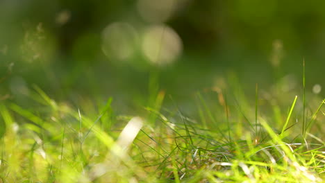 Nahaufnahme-Von-Gras-Und-Waldboden-–-Kameraschwenk-Von-Links-Nach-Rechts-–-Makroaufnahmen-Von-Pflanzendetails-Mit-Einem-Wunderschön-Verschwommenen-Hintergrund