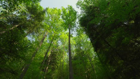 Giant-tall-trees-from-a-low-angle-view-with-a-blue-sky-background