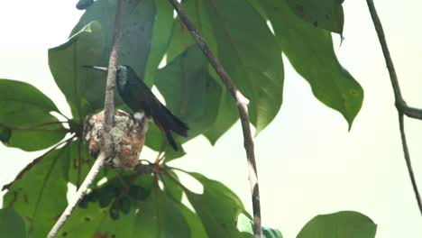 hummingbird-lands-on-the-nest-in-slo-mo