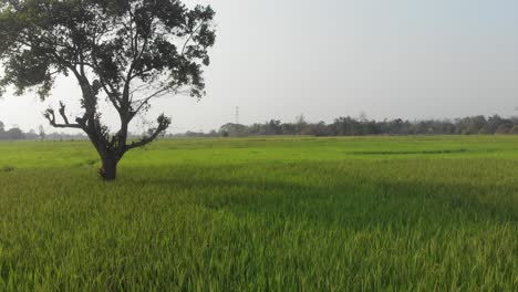 Üppige-Grüne-Reisfelder-Im-Ländlichen-Laos-Tagsüber,-Aus-Der-Luft