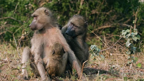 Family-of-Baboon-Monkey-Sitting-Together---Male-Babboon-Removing-Lice-From-A-Mother-With-An-Infant-In-The-Forest