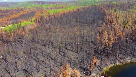 Aerial-descending-drone-above-charred-black-tree-trunks-devoid-of-needles,-wildfire-aftermath