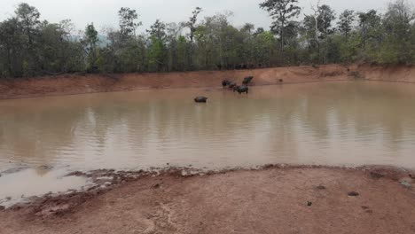 Group-of-Water-Buffalo-Bulls-Relaxing-in-mud-pool-at-Laos,-aerial