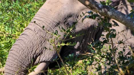 Nahaufnahme-Des-Rüssels-Und-Des-Gesichts-Eines-Südafrikanischen-Elefanten,-Der-Vegetation-Frisst