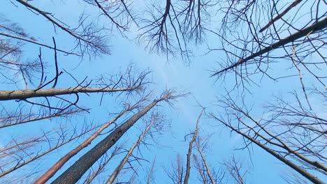 Mirando-Hacia-El-Cielo-Azul-A-Través-De-árboles-Desnudos-De-Bosques-Dañados-Por-Incendios-Forestales