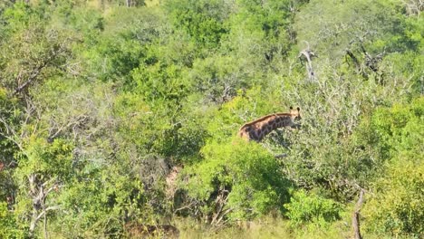 South-African-Giraffe--eating-vegetation.-Aerial,-pan-left