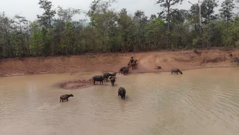 Flying-over-group-water-buffaloes-walking-out-of-the-water-at-countryside-of-Laos,-aerial