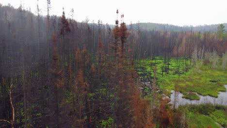Massey-wildfire-aftermath-burnt-trees-from-forest-fire-in-ontario-canada,-misty-aerial-overview