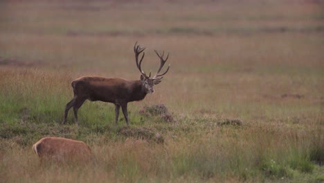 Dominant-red-deer-stag-urinating-to-mark-territory-during-the-rut,-Hoge-Veluwe
