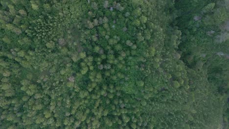 Top-down-view-from-high-altitude-drone-shot-of-treetop-from-green-forest