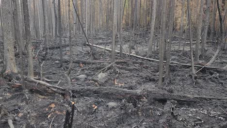 Asche-Von-Verbrannten-Bäumen-In-Einem-Lauffeuer,-Überreste-Eines-Waldbrandes,-Dolly,-Kirkland-Lake-Sudbury,-Ontario,-Kanada