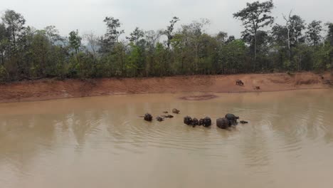 Grupo-De-Búfalos-De-Agua-Parados-En-El-Agua-En-Laos,-Aéreo