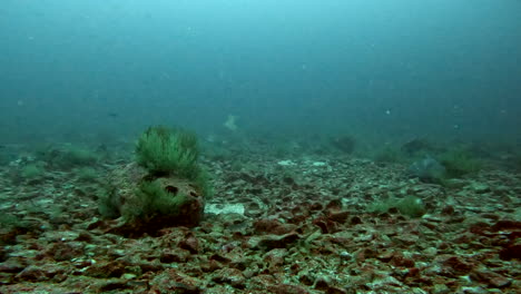 aquatic-shot-of-the-seabed